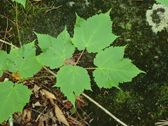 Acer spicatum, photograph author not stated, no rights reserved