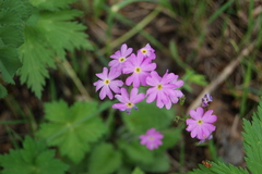 Primula cortusoides