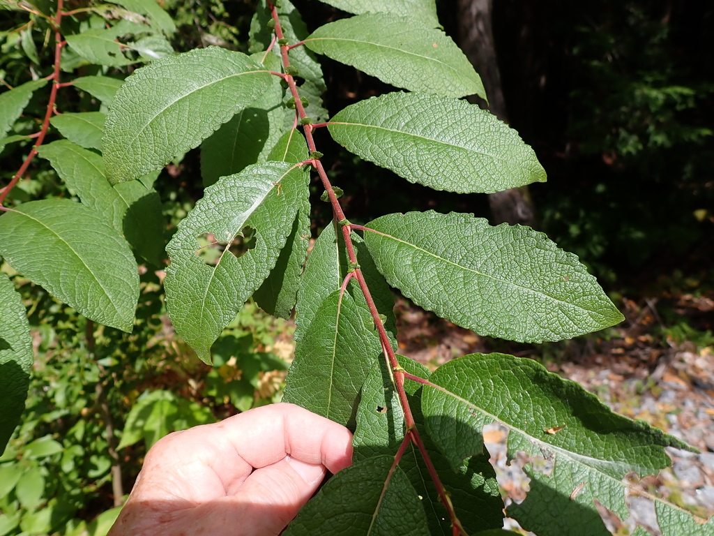 Salix bebbiana; photograph author not stated, no rights reserved