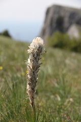 Asphodeline taurica