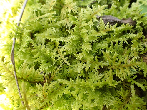 Thuidium assimile observed 2026-09-13