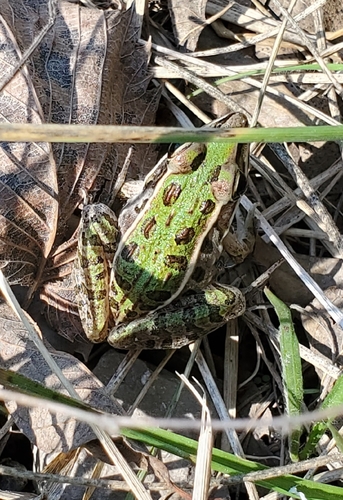 Southern Leopard Frog observed by adgeorge