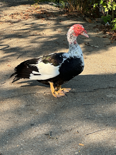 Muscovy Duck