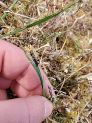 Carex pluriflora