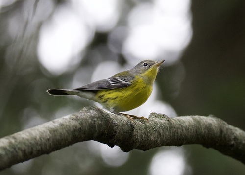 Magnolia Warbler