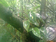 Pleurothallis cardiothallis