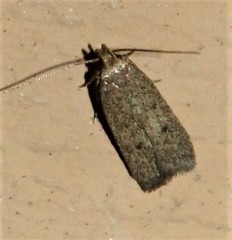 Glyphidocera
