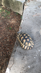 Testudo marginata