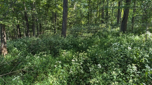 white snakeroot