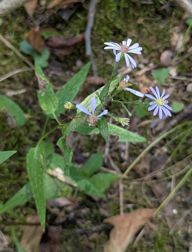 Short's aster