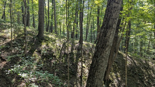 chestnut oak