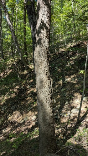 blue ash