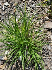 Carex macrochaeta