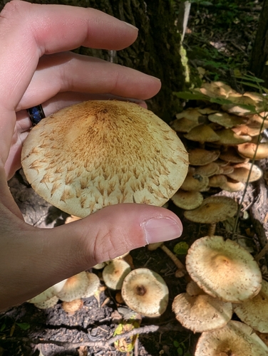 shaggy scalycap