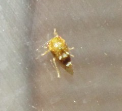 Cyrtolobus maculifrontis