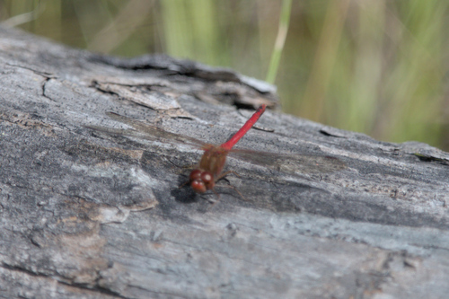 Autumn Meadowhawk