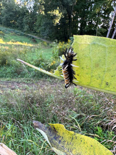 Milkweed Tussock Moth