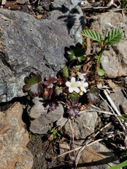 Romanzoffia sitchensis