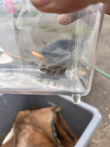 Pacific chorus frog