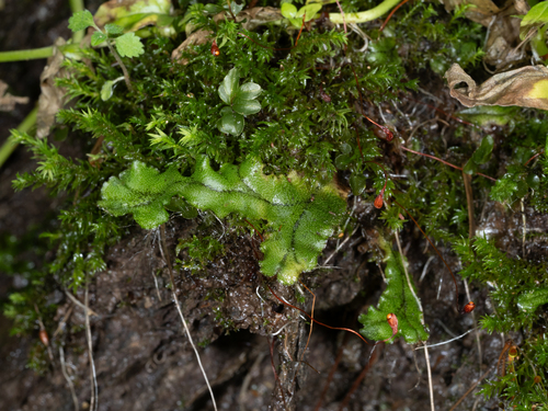 Great Scented Liverwort