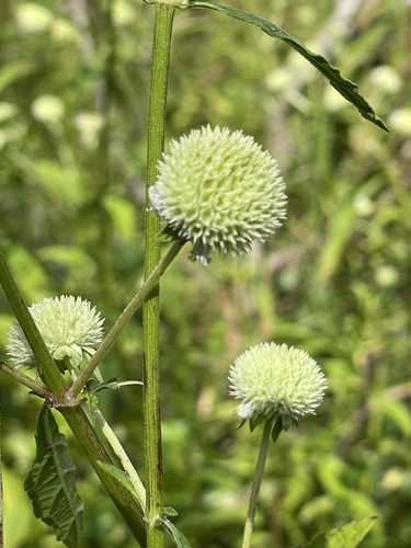 Hyptis alata, photograph 6