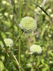 Hyptis alata, photograph author not stated, no rights reserved
