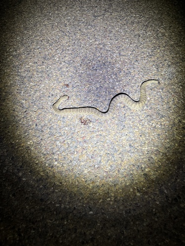 Prairie Rattlesnake
