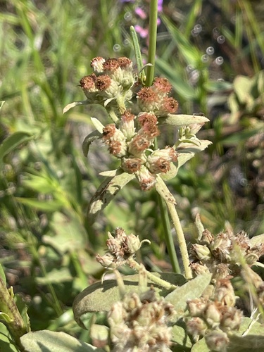 Pluchea foetida, photograph 5