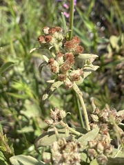 Pluchea foetida, photograph author not stated, no rights reserved