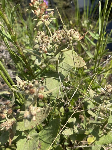 Pluchea foetida, photograph 4