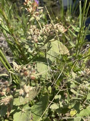 Pluchea foetida, photograph author not stated, no rights reserved