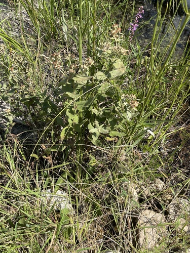 Pluchea foetida, photograph 3