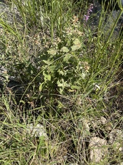 Pluchea foetida, photograph author not stated, no rights reserved