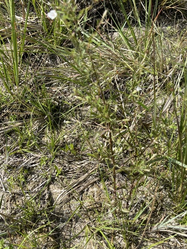 Mecardonia acuminata, photograph 6