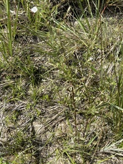 Mecardonia acuminata, photograph author not stated, no rights reserved