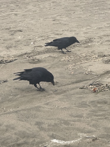 Common Raven observed by pnwroan