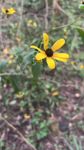 brown-eyed Susan