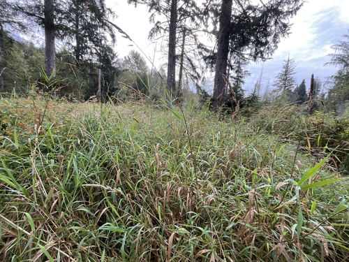 reed canary grass