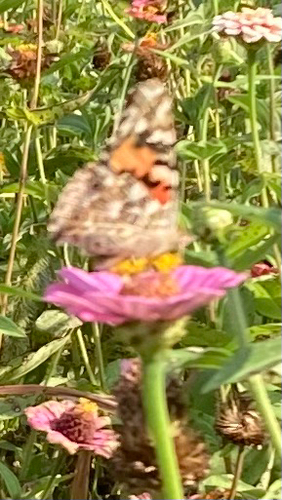 Painted Lady