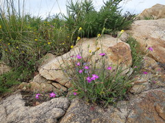 Dianthus cintranus, photograph author not stated, no rights reserved