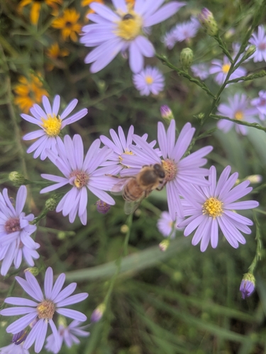 Western Honey Bee