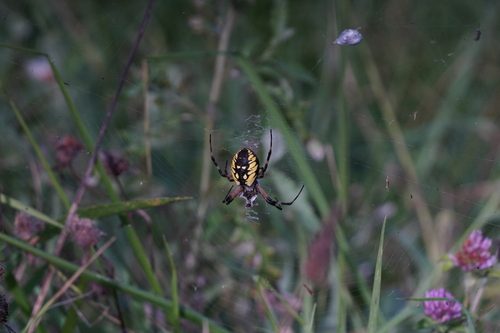 Yellow Garden Spider