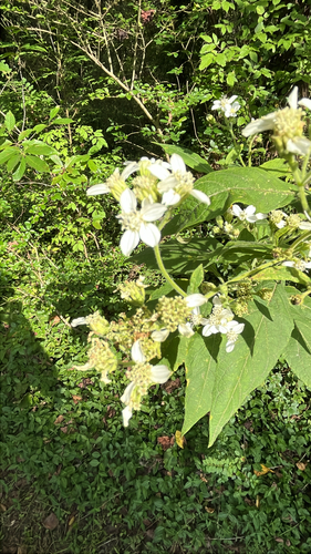 frostweed