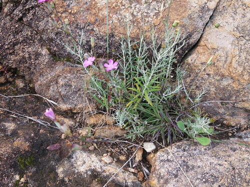 Dianthus cintranus, photograph 5