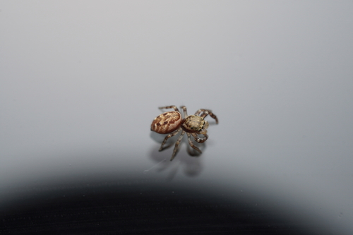 Pelegrina proterva