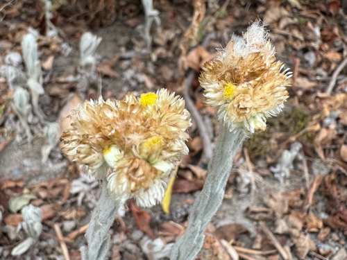 Pseudognaphalium stramineum, photograph 2