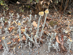 Pseudognaphalium stramineum, photograph (c) Jason Alexander, some rights reserved (CC BY)