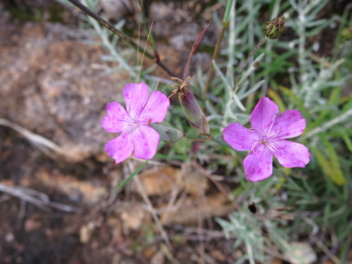 Dianthus cintranus, photograph 4