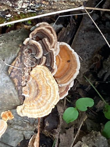 turkey-tail