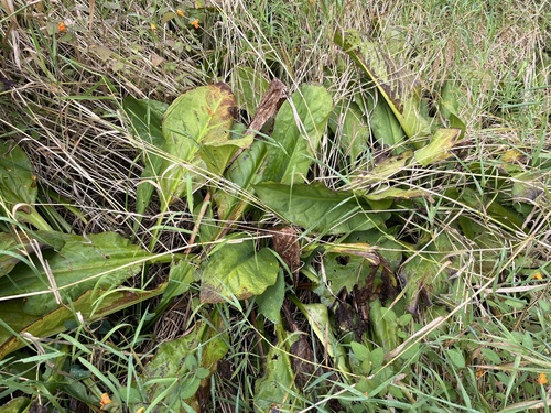 western skunk cabbage